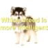 FAQs about Pomsky Adoption
