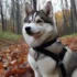 Where to Get Pomsky Puppies: Tips for Finding a Reputable Breeder
