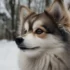 Everything You Need to Know About White Blue Eyed Pomskies