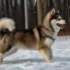 How Big Do Pomskies Get: Understanding Their Size And Appearance