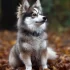 Adorable Pomsky Puppies for Sale in Tulsa – Find Your Furry Companion Today!