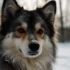 Discover The Best Paris Pomskies Breeders And Their Adorable Pups