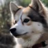 5 Tips for a Successful Pomsky Purchase