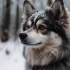 Where to Find Pomsky Puppies: A Comprehensive Guide
