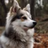 White Pomsky Price: How Much Does a White Pomsky Puppy Cost?