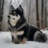 Miniature Pomsky Puppies For Sale – The Perfect Companion For Your Home