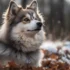 Photos Of Pomskies: The Adorable Mix Of Pomeranian And Husky