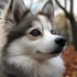 Pomsky Wiki: Everything You Need to Know About Pomskies