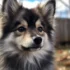 Discover the Adorable White Teacup Pomsky: Size, Appearance and Personality Traits