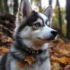 White and Grey Pomsky: A Guide to Appearance and Personality Traits