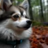 Everything You Need to Know About White Blue Eyed Pomskies