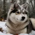 White Pomsky Puppies for Sale: How to Find Your Perfect Companion