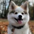 Discover the Adorable White Teacup Pomsky: Size, Appearance and Personality Traits