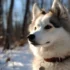 Winding Brook Pomskies: Your Guide to the Adorable Pomsky Breed