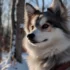 Discover the Best Pomsky Breeders in Bay Area