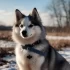 Pomsky Hunter: What You Need to Know About This Designer Breed