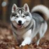 Halloween Safety Tips for Pomskies