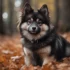 Training the Pomsky to walk on a leash