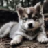 Pomsky Training – Sit, Down, Stay