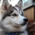 Pomsky Barking 101: Understanding Your Pomsky’s Vocalization