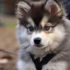 Things the Pomsky do not like