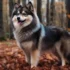 Are Pomsky Puppies Hypoallergenic?