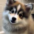 Fun Ways to Exercise Your Pomsky