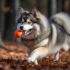 How to stop Pomsky nail bleeding during trimming