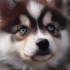 Diseases you should worry about when having a Pomsky