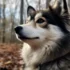Winding Brook Pomskies: Your Guide to the Adorable Pomsky Breed
