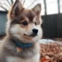 Preparing Your Home for a Winter Pomsky: Tips and Tricks