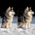 Pomsky Shedding Level: What You Need To Know