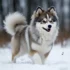 Wooly Coat Pomskies: Everything You Need to Know About this Fluffy Breed