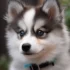 Pomsky Training – Sit, Down, Stay