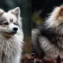 Find Your Perfect Companion with www.Pomsky Puppies for Sale