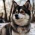 Yellow Pomsky: A Comprehensive Guide to Understanding Their Personality Traits