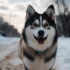 Pomsky Husky Mix Breeds: Understanding The Temperament And Behavior