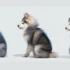 Find Your New Furry Friend: Pomsky Puppies For Sale Near Me
