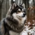 The Ultimate Guide to Raising a Healthy and Happy Pomsky in 12 Weeks