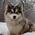 Get a 30 lb Pomsky: What to Know About This Adorable Breed