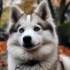 25/75 Pomskies – Are They The Perfect Mix?