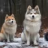 Pomsky Zorro: A Guide to Understanding the Personality Traits of Pomskies