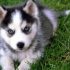 3 Essential Tips for training your Pomsky