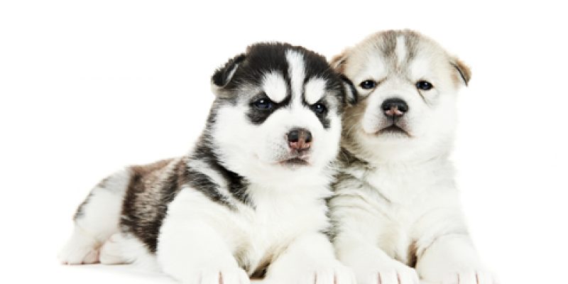 Pomsky Training & Health care
