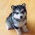 The Importance of Pomsky Grooming