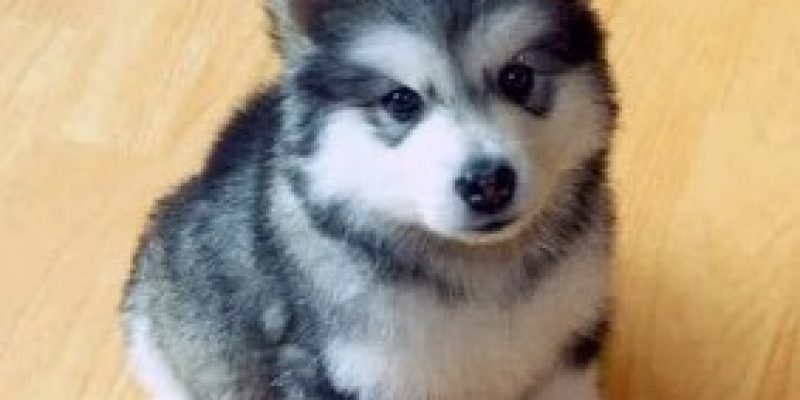3 Essential Tips for training your Pomsky
