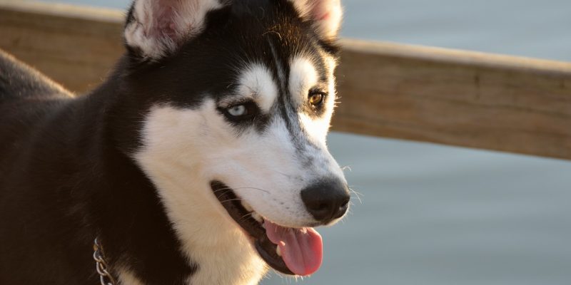 Car Training Your Pomsky