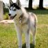 3 Essential Tips for training your Pomsky