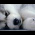Pomsky grooming tips