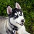 Treating Aggressive Behavior in Pomskies